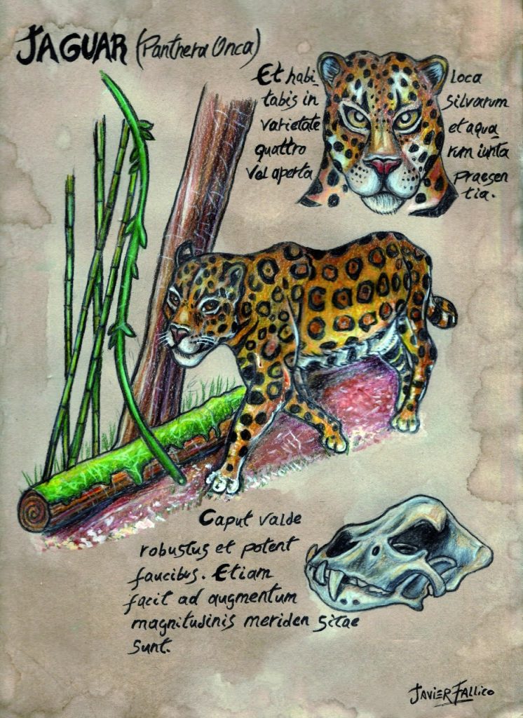 jaguar